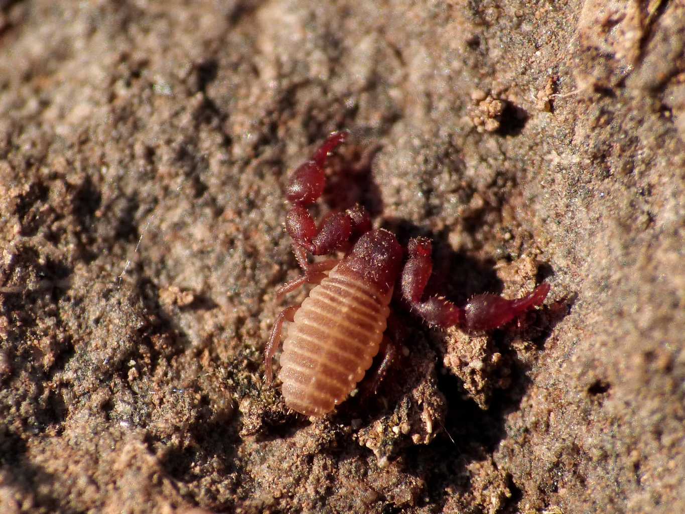 Piccoli Chernetidae poco pigmentati - Caffarella (RM)